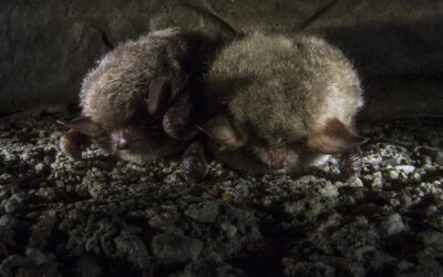 Co nieco o nietoperzach